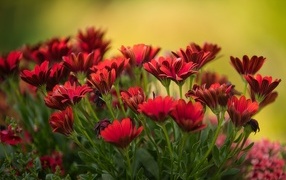 Много красных цветов остеоспермум крупным планом