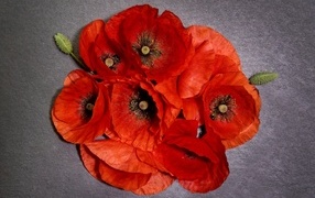 Много красных цветов мака на сером фоне