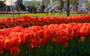 Много красных тюльпанов на клумбе