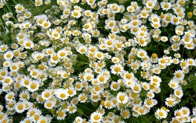 Много мелких цветов лекарственной ромашки