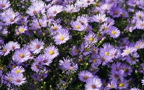 Много мелкий цветов садовой сентябринки