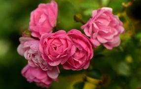 Много маленьких розовых парковых роз