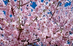 Много мелких розовых цветов персика крупным планом