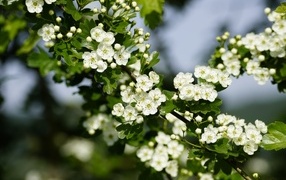 Много белых цветов боярышника на ветке весной