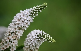 Много белых цветов вербейник