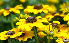 Много желтых садовых цветов рудбекия