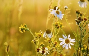 Лечебная белая ромашка на поле