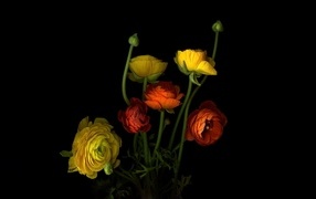 Multi-colored buttercups on a black background