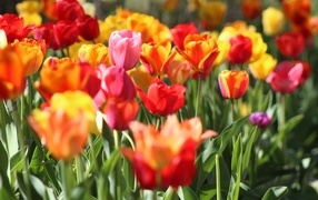 Разноцветные тюльпаны растут на клумбе в лучах солнца