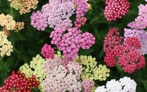 Разноцветные красивые цветы тысячелистника