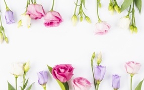 Разноцветные цветы эустомы на белом фоне