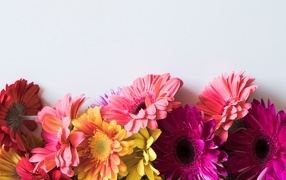 Разноцветные герберы на сером фоне