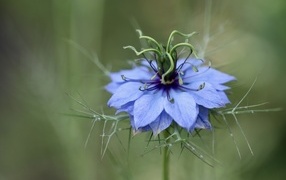 Цветок Чернушка дамасская крупным планом