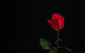 Одна красная роза на черном фоне