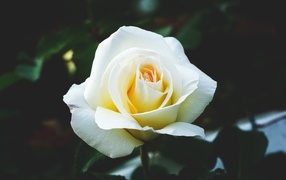 Одна белая роза на клумбе крупным планом