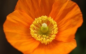 Оранжевый ирландский мак крупным планом