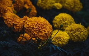 Оранжевые и желтые цветы бархатцев