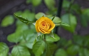 Оранжевая распускающаяся роза вид сверху