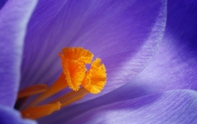 Оранжевая серединка фиолетового крокуса