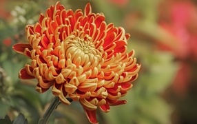 Оранжевая хризантема вблизи