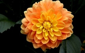 Оранжевый цветок георгина вблизи