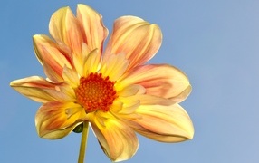 Оранжевый цветок георгина на голубом фоне