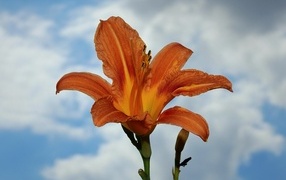 Оранжевый цветок лилейника на фоне неба