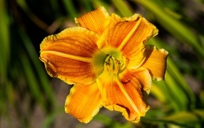 Оранжевый цветок лилейника в лучах солнца