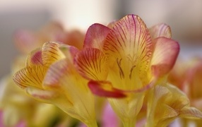 Оранжевые цветы фрезия крупным планом