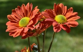 Оранжевые садовые цветы вблизи