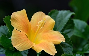 Оранжевый цветок гибискуса в зеленых листьях