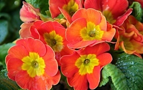 Оранжевые комнатные цветы примула