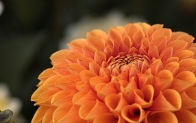 Оранжевая пышная георгина вблизи