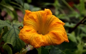 Оранжевый цветок тыквы на грядке