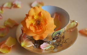 Оранжевый цветок розы в чашке на столе