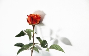 Цветок оранжевой розы на белом фоне