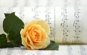 Orange rose with music notebook