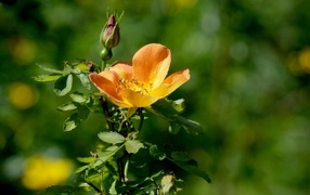 Оранжевый цветок шиповника с бутоном  крупным планом