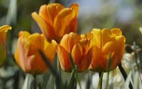 Оранжевые тюльпаны в лучах теплого солнца