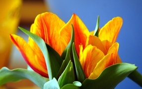 Оранжевые тюльпаны с зелеными листьями крупным планом