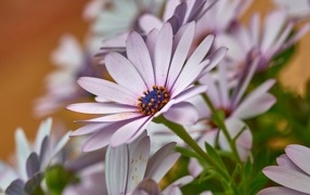 Цветы остеоспермум крупным планом