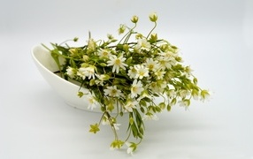 Сорванные белые цветы на сером фоне