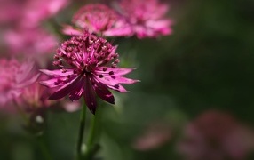 Розовый цветок Астранция крупным планом