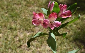 Розовые цветы альстромерии с зелеными листьями