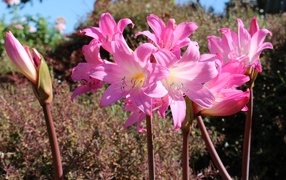 Розовые цветы амариллис на клумбе