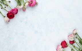 Розовые и красные лютики на голубом фоне