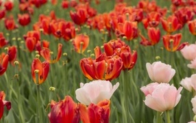 Розовые и красные тюльпаны на клумбе