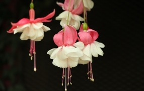 Розовые с белым цветы фуксии на черном фоне