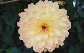 Розовый с желтым цветок пышной георгины