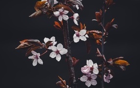 Розовые цветы абрикоса на ветках